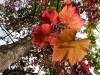 davidhill_botanical_garden-139img_0308
