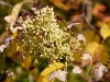 davidhill_botanical_garden-47img_9971