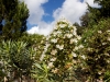 davidhill_botanical_garden-67img_0059