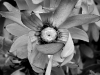 davidhill_botanical_garden-29img_9875