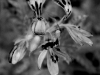 davidhill_botanical_garden-30img_9877