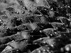 davidhill_botanical_garden-32img_9890