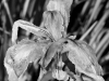 davidhill_botanical_garden-35img_9909
