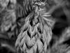 davidhill_botanical_garden-39img_9930