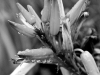 davidhill_botanical_garden-41img_9934