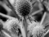 davidhill_botanical_garden-49img_9976