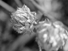 davidhill_botanical_garden-50img_9982