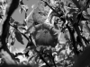 davidhill_botanical_garden-51img_9989