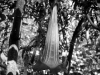 davidhill_botanical_garden-58img_0007