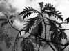 davidhill_botanical_garden-59img_0013