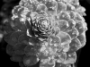 davidhill_botanical_garden-65img_0049