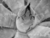 davidhill_botanical_garden-6img_9812