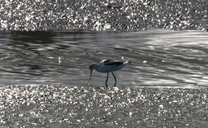 Palo Alto Baylands