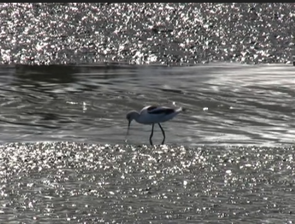 Palo Alto Baylands