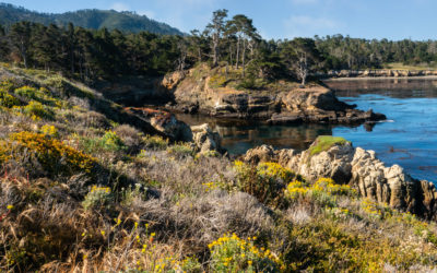 Point Lobos State Reserve