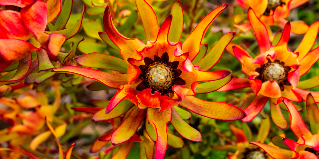 UCSC Arboretum