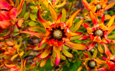 UCSC Arboretum