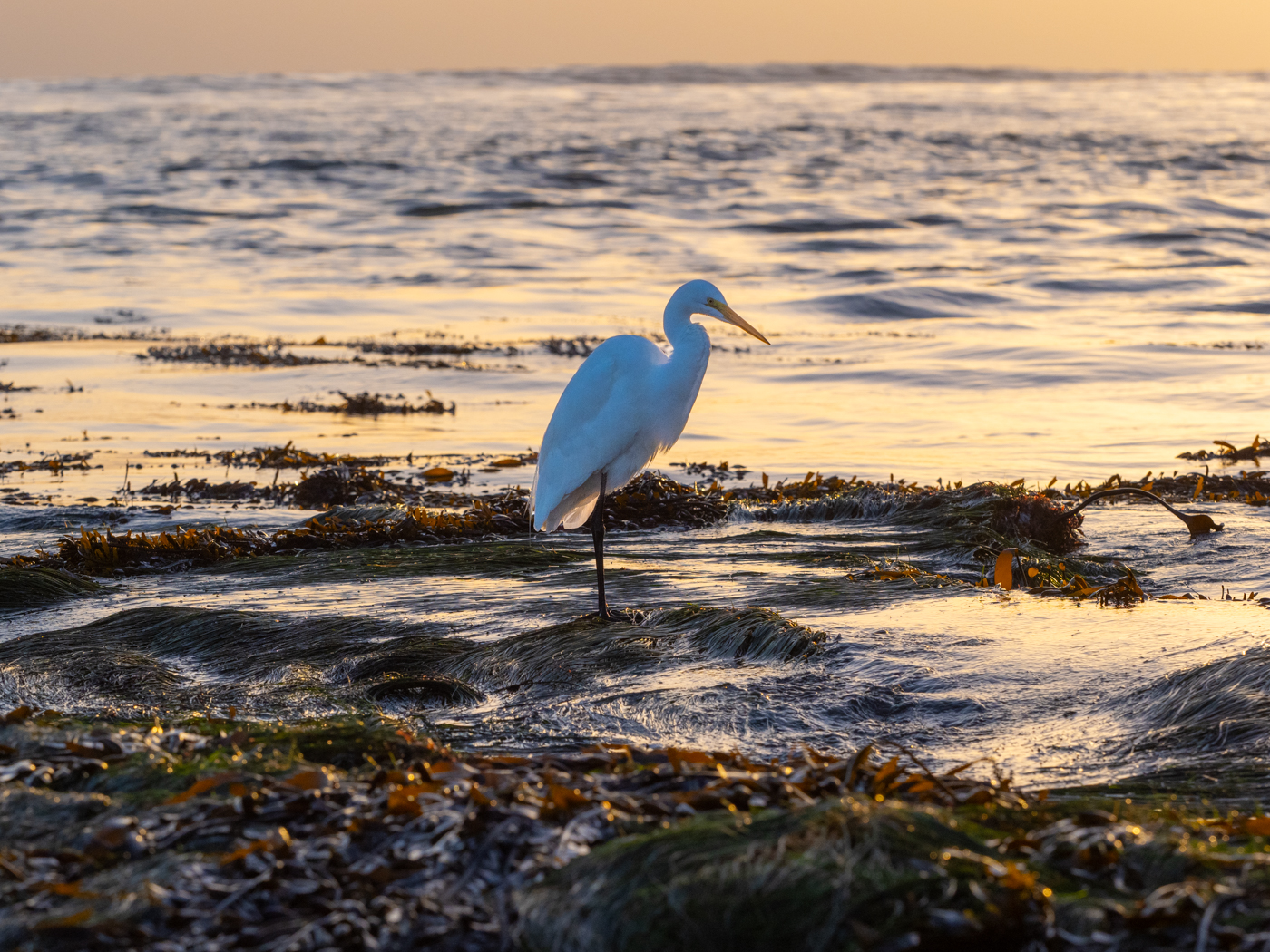 East Cliff, Santa Cruz, CA