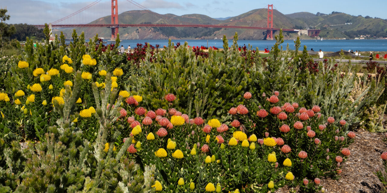 Presidio Tunnel Tops Park