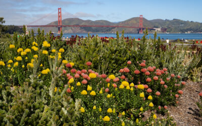 Presidio Tunnel Tops Park