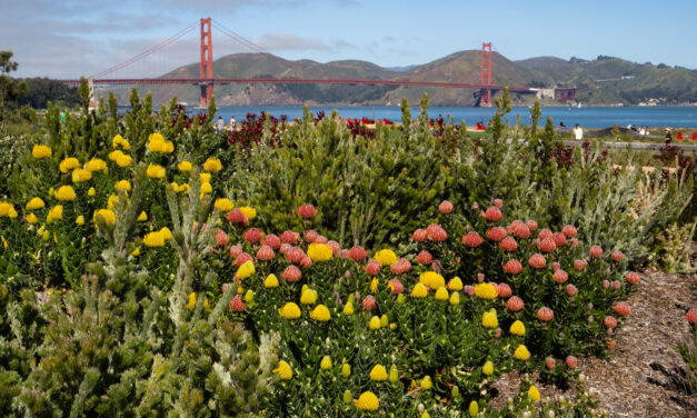 Presidio Tunnel Tops Park