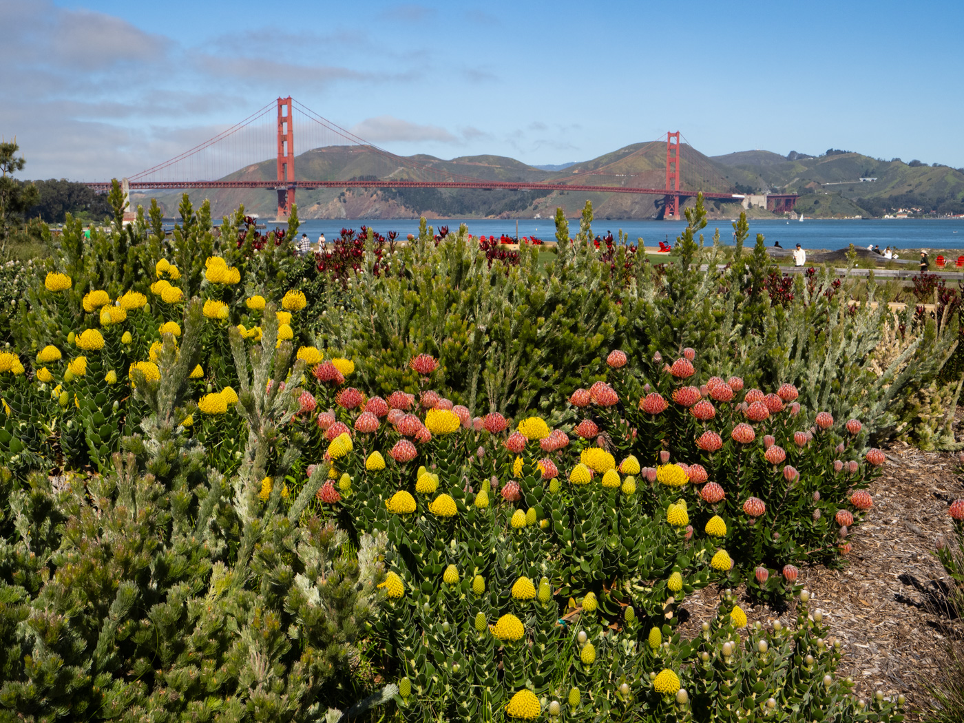 Presidio Tunnel Tops Park